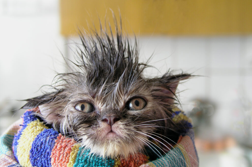 Funny,,Sweet,,Angry,,Dissatisfied,,Wet,Kitten,,Wrapped,In,A,Towel.