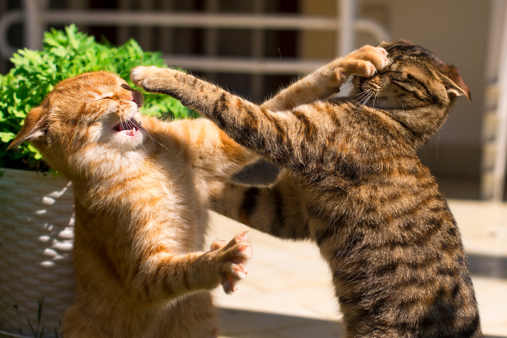 Horizontal,Photo,Of,Two,Young,Ginger,And,Brown,Cats,Fighting