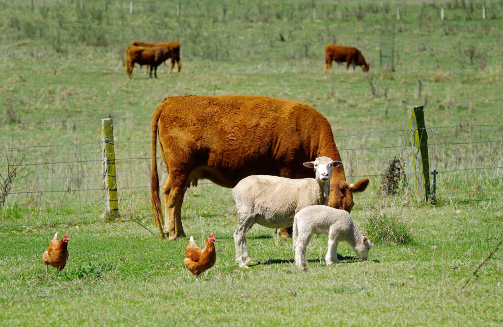 Great,Image,Of,Sheep,Chickens,And,Cows,On,The,Farm